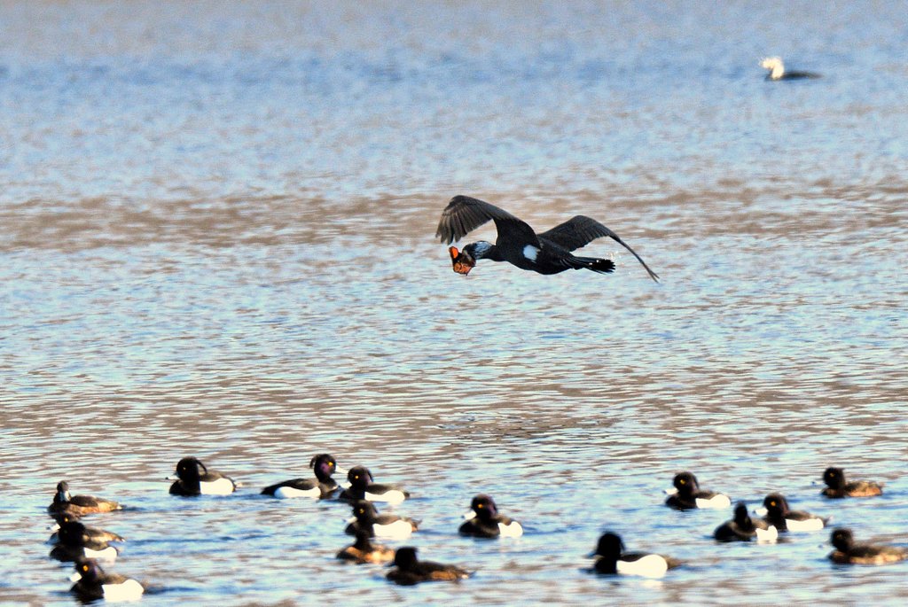 Cormorano con preda